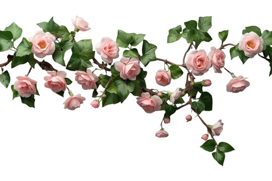 Pink rose and ivy horizontal border isolated on transparent background
