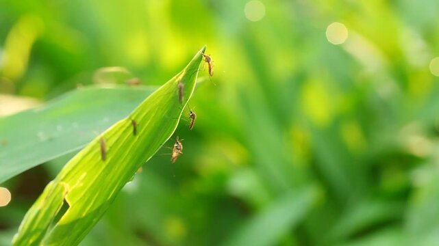 Mosquitoes sitting on the leaves of lily of the valley and flying around. 