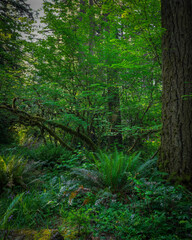 Lush green forest with ferns and moss © KRoberts
