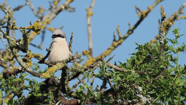 Neunt&ouml;ter M&auml;nnchen (Lanius collurio)