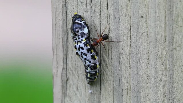 A red wood ant found a butterfly pupa and checks if it is edible.