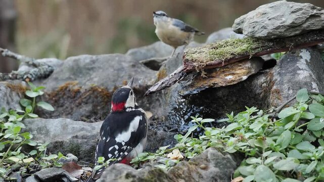 Buntspecht und Kleiber an Vogeltr&auml;nke (Dendrocopos major & Sitta europaea)