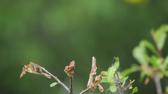 Sommergoldh&auml;hnchen (Regulus ignicapilla)