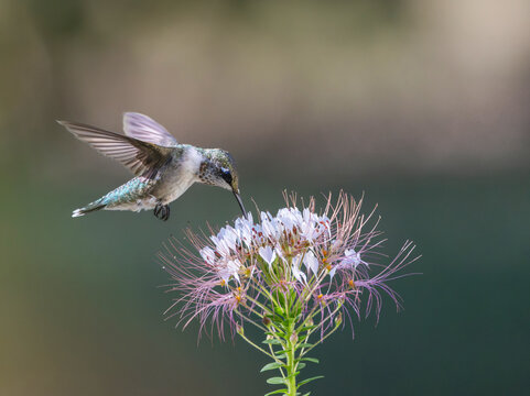 Ruby-throated hummingbird hovering and nectaring on a red-whiskered clammyweed (polanisia dodecandra) wildflower.