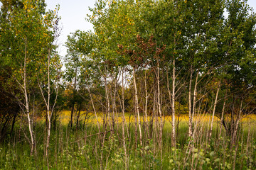 Young aspen trees showing resilient new growth and early autumn color after ecological forest restoration through controlled fire. nature landscape © mailcaroline