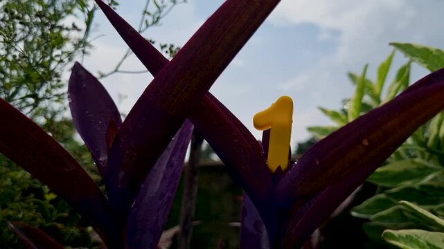 Number one yellow digit placed on purple foliage of tradescantia pallida plant in garden