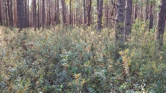 Poleski National Park in Poland. Amazing plant landscape