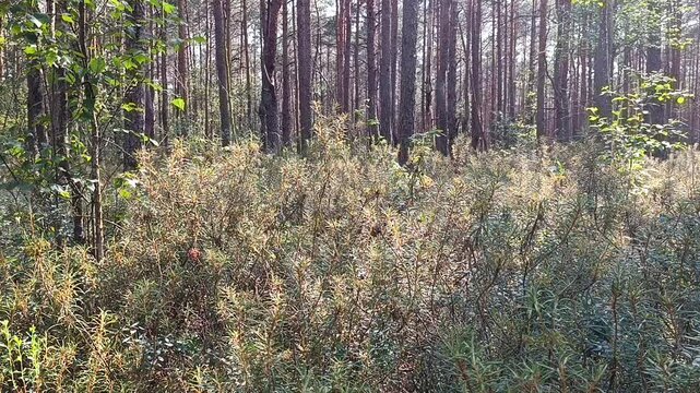 Poleski National Park in Poland. Amazing plant landscape