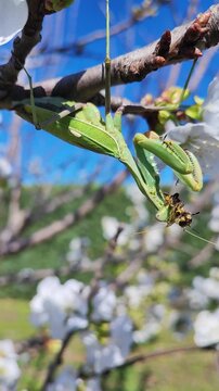 Una mantis africana capturando una abeja. Un intenso momento de la cadena alimentaria en un entorno natural. Sphodromantis viridis. 