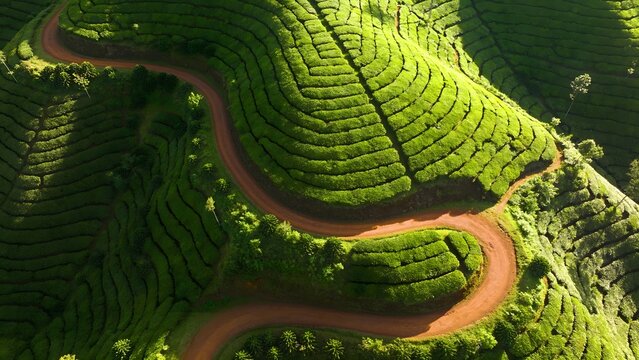 Geometric Green Patterns of Winding Dirt Paths in Terraced Colombian Coffee Region Aerial View