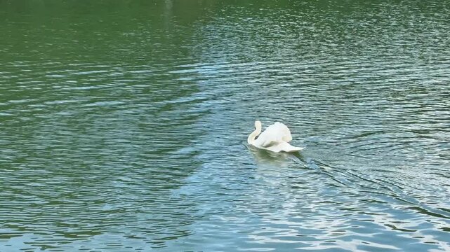 Graceful white mute swan swimming away on calm lake water shaking its tail feathers. Rear perspective of Cygnus olor floating on rippling pond surface in park. High angle shot details bird
