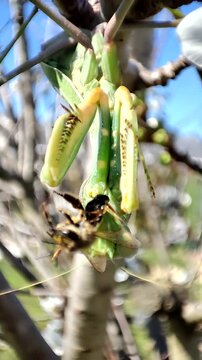  Una mantis africana capturando una abeja. Un intenso momento de la cadena alimentaria en un entorno natural. Sphodromantis viridis. 