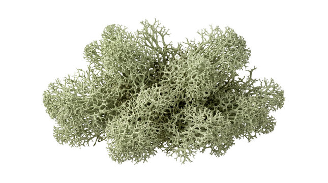 Green reindeer moss clump isolated on transparent background png with natural texture.
