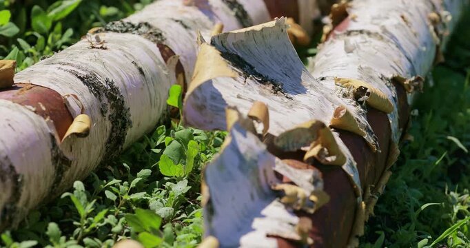Close-up of stacked birch logs with textured bark prepared for eco-friendly construction. Natural timber and sustainable forestry materials for building, woodworking and renewable resources.  Firewood