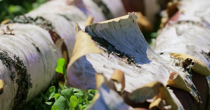 Birch bark moves gently in the wind on a natural log lying on grass. Detailed wood texture and organic bark highlight sustainable timber, natural building materials and forestry concepts. Texture