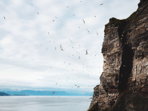 Soroya island in northern Norway flying seagulls nesting on rocky cliffs dramatic scenery, moody scenic sea view summer season explore Finnmark scenic Arctic nature travel Scandinavian destinations
