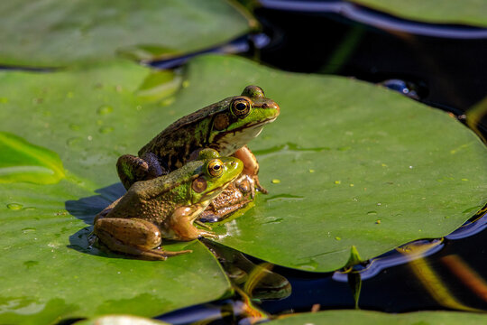 Northern green frogs Lithobates clamitans resting together on vibrant green lily pad