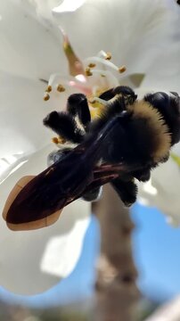 Xylocopa virginica. Una abeja carpintera polinizando una flor de cerezo. 