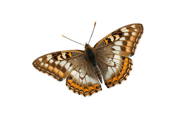 Naklejka premium Brown orange butterfly with open patterned wings