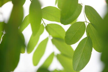 green leaves on a branch © JxC studio