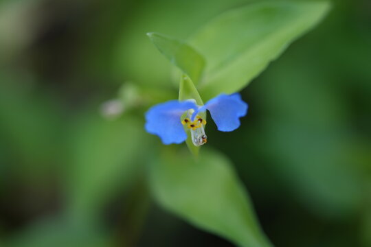 macro of blue and yellow flower 