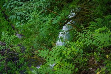 Obraz premium Lush forest waterfall in dense green woodland