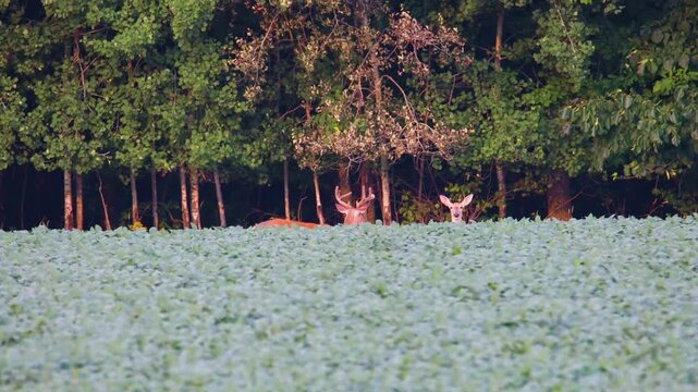 Whitetail buck and doe standing in soybean field