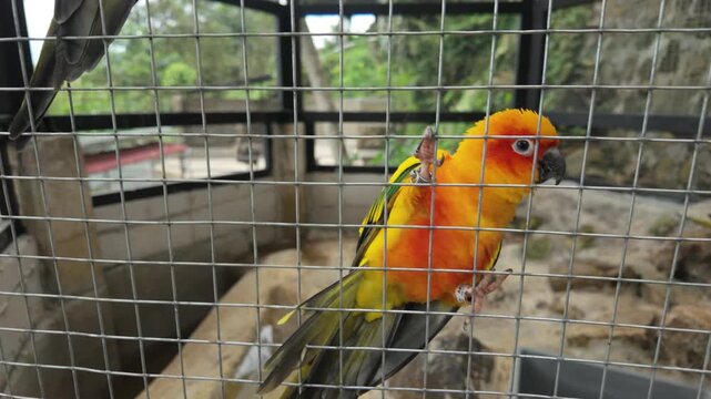 Funny Sun Conure Perched on its Cage