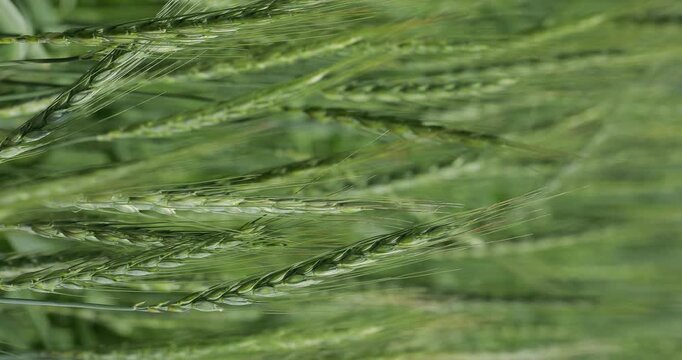 Young rye ears with detailed bristles and visible grains sway gently in the wind. Close-up grain crop representing bread production, agriculture, cereal farming, gluten and sustainable food production