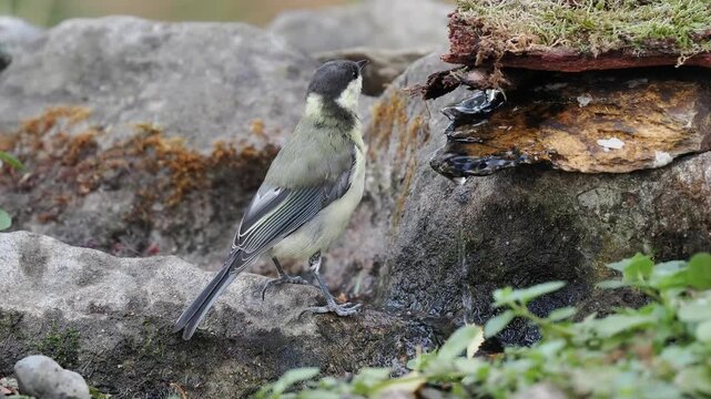 Kohlmeise trinkt an der Vogeltr&auml;nke (Parus major)