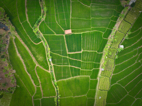 Aerial view of lush green rice terraces in Pasirjambu, West Java, Indonesia.