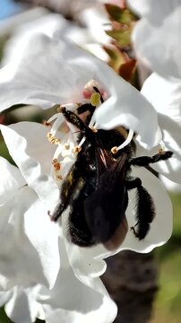  Xylocopa virginica. Una abeja carpintera polinizando una flor de cerezo. 