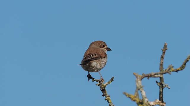 Neunt&ouml;ter (Lanius collurio)