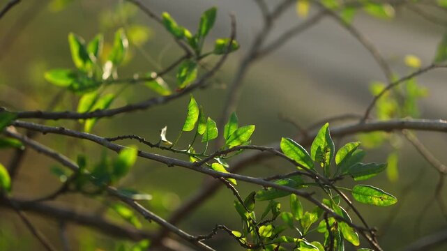 Sunlight filtering through small tree branches and leaves nature backlit golden rays outdoor nature backlit golden