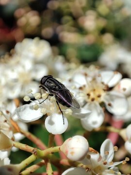  Stomorhina lunata. Una mosca polinizando una flor de photinia. 
