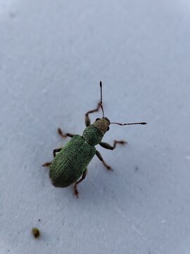 Phyllobius argentatus. Gorgojo de la hoja verde plateada. Gorgojo de nariz corta. 