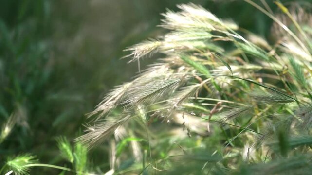 Hordeum murinum, commonly known as wall barley or false barley