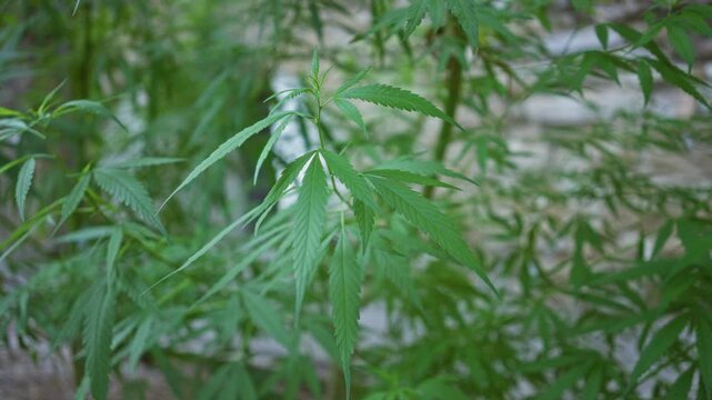 Hemp plant with long serrated leaves swaying among thin stems beside a building wall, green foliage filling the frame; tranquility.
