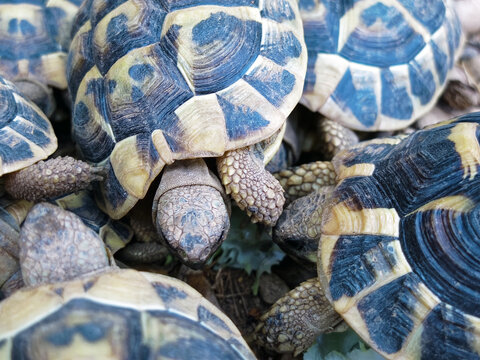 M&ecirc;l&eacute;es de tortues d&rsquo;Hermann orientales qui cherchent &agrave; manger ! (Testudo h. boettgeri), (Gr&egrave;ce, Balkans, est de l&rsquo;Italie, sud Roumanie)