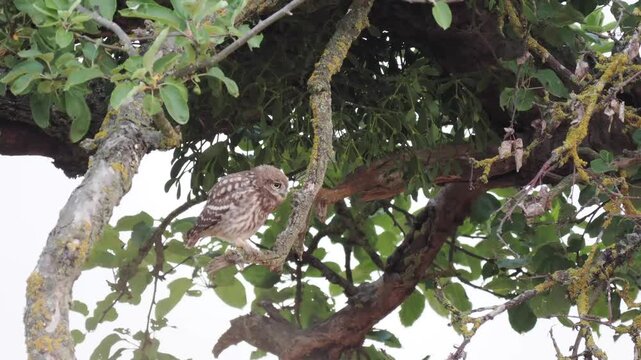 Fl&uuml;gger, junger Steinkauz (Athene noctua)
