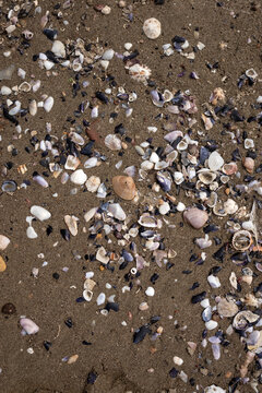 Inquadratura dall'alto di una moltitudine di conchiglie rotte e frammenti di gusci sparsi sulla sabbia umida della spiaggia