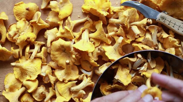 Cleaning and preparing wild chanterelle mushrooms for cooking.