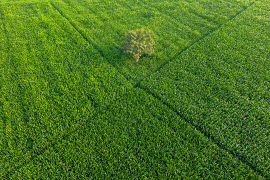 Aerial view of a lush green agricultural field with a single tree standing in the center under bright sunlight in Gaibandha, Rangpur Division, Bangladesh.