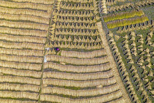 Aerial view of harvested rice stalks laid out in neat rows to dry in the sun with a farmer working in the field in Gaibandha, Rangpur Division, Bangladesh.
