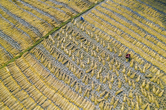 Aerial view of farmers harvesting rice in a field with rows of golden sheaves and workers in the rural landscape of Gaibandha, Rangpur Division, Bangladesh.