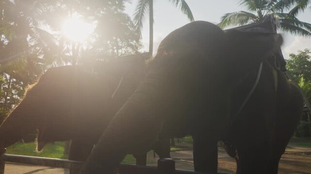 Elephants with saddles standing in tropical sunlight