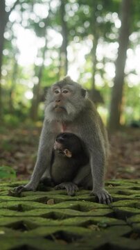 Mother macaque cradling baby monkey in lush bali forest