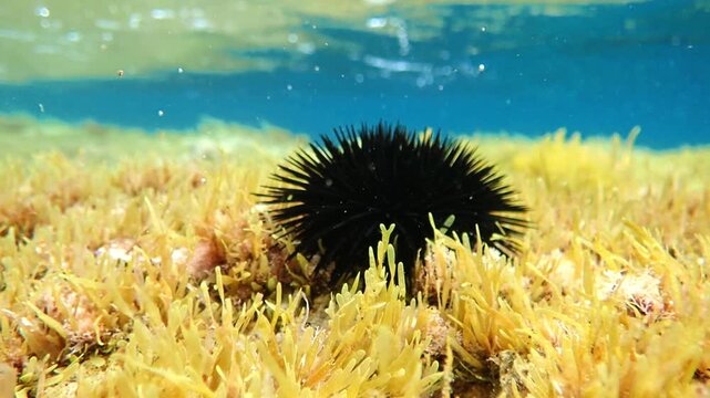 urchin, sea, sea urchin, animal, black, underwater, marine, black sea urchin, mediterranean sea, food, ocean, nature, isolated, life, wildlife, echinus, summer, echinodermata, seafood, water, natural.