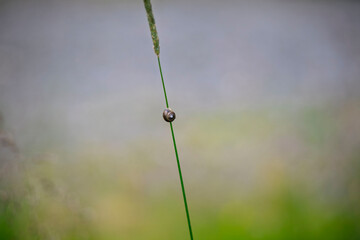 Tiny land snail resting on thin blade of grass with soft blurred background © Oleksandr Kashcheiev