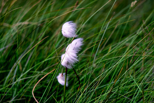 Close up shot of fluffy white cottongrass Eriophorum angustifolium head blowing in wind among green grass